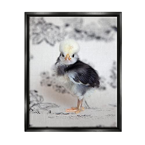 Calm Baby Bird Chick Gazing Close-Up Photography Pattern Black Floating Frame