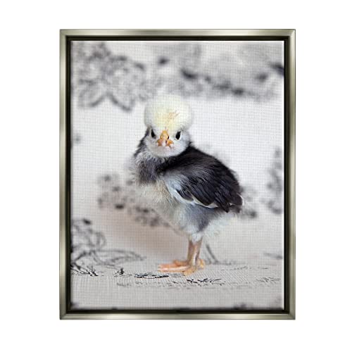 Calm Baby Bird Chick Gazing Close-Up Photography Pattern Gray Floating Frame